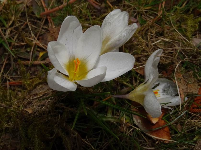 Ein Bild, das Gras, drauen, Pflanze, Blume enthlt.

Automatisch generierte Beschreibung