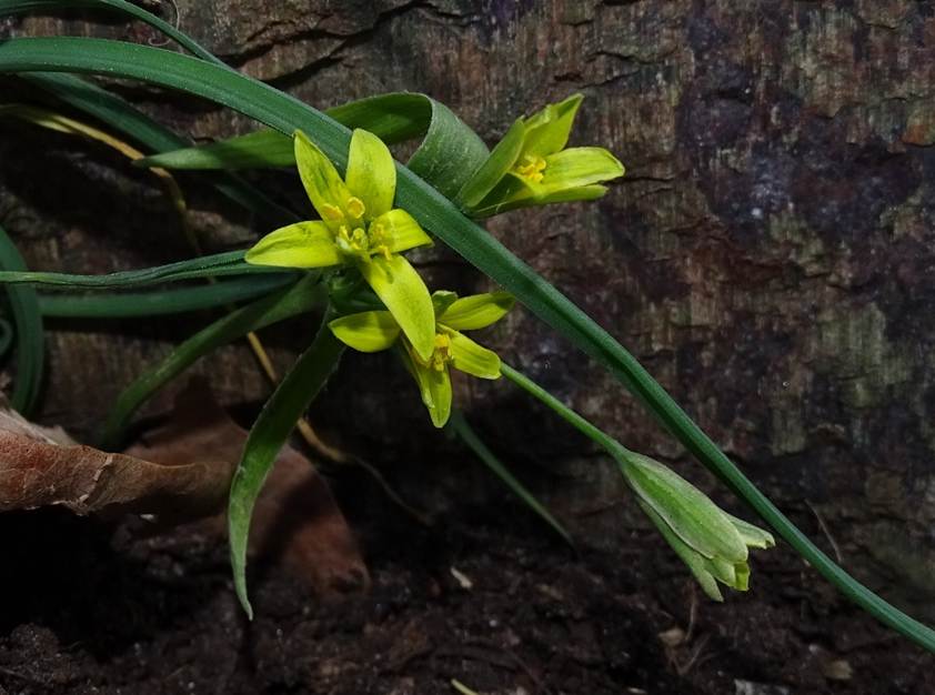 Ein Bild, das Pflanze, drauen, grn, Blume enthlt.

Automatisch generierte Beschreibung