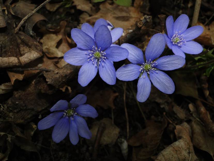 Ein Bild, das Blume, Pflanze, sitzend, Tisch enthlt.

Automatisch generierte Beschreibung