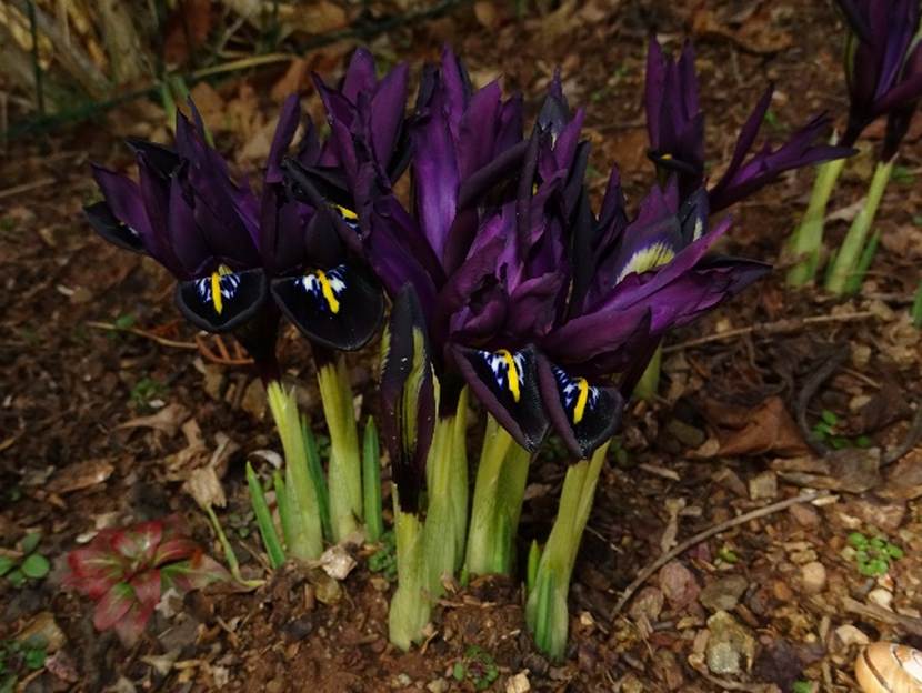 Ein Bild, das Gras, Pflanze, drauen, Blume enthlt.

Automatisch generierte Beschreibung