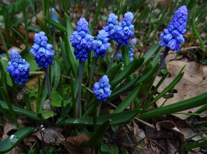 Ein Bild, das Blume, Pflanze, Gras, drauen enthlt.

Automatisch generierte Beschreibung