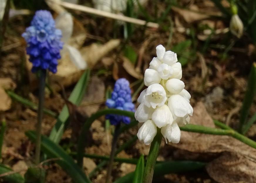 Ein Bild, das Gras, Blume, Pflanze, schlieen enthlt.

Automatisch generierte Beschreibung