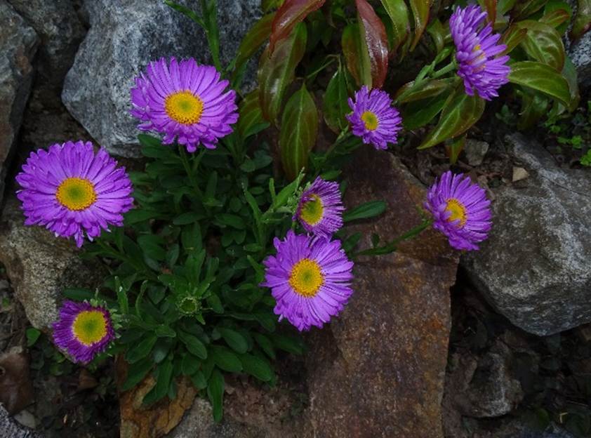 Ein Bild, das Blume, Pflanze, drauen, sitzend enthlt.

Automatisch generierte Beschreibung