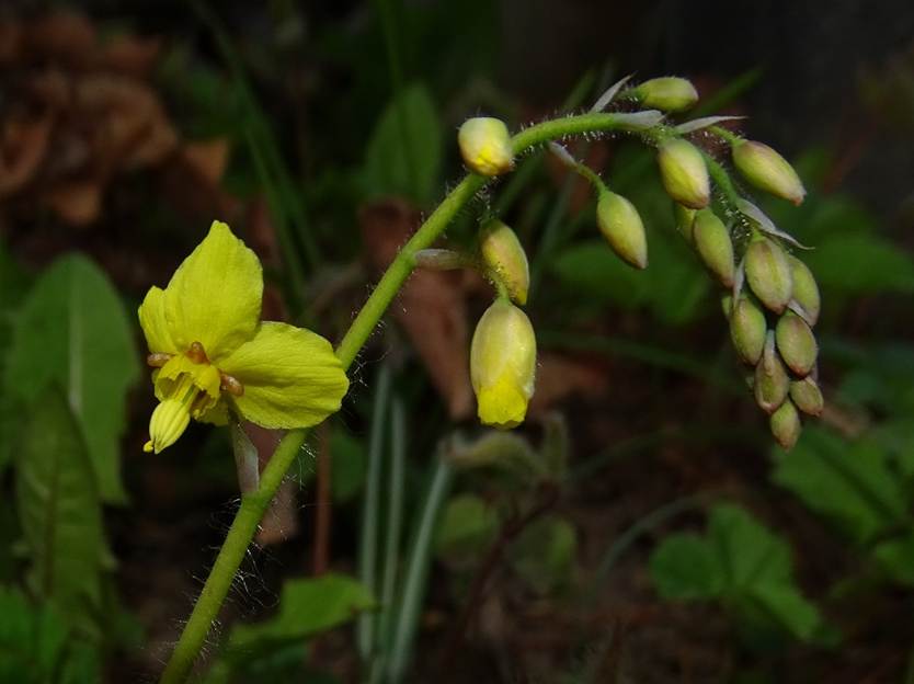 Ein Bild, das Blume, Pflanze enthlt.

Automatisch generierte Beschreibung