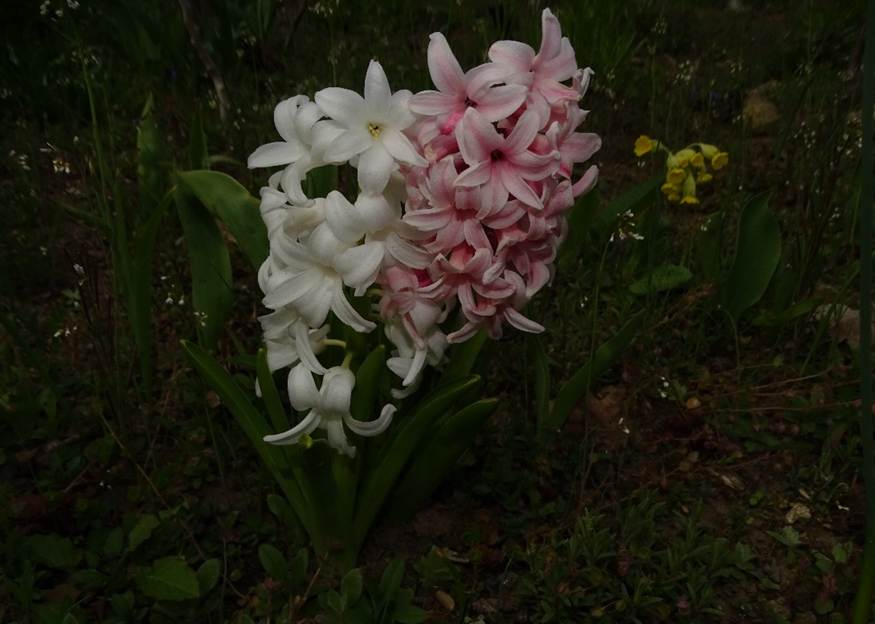 Ein Bild, das Blume, Gras, Pflanze, drauen enthlt.

Automatisch generierte Beschreibung