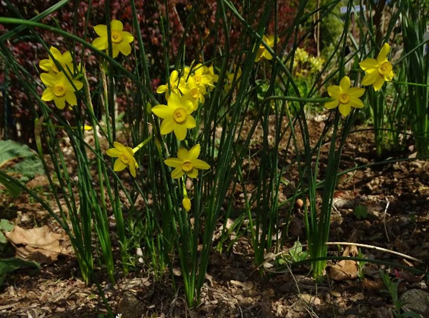 Ein Bild, das Pflanze, Gras, Blume, drauen enthlt.

Automatisch generierte Beschreibung