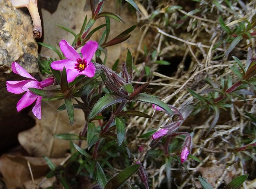 Ein Bild, das Pflanze, Blume enthlt.

Automatisch generierte Beschreibung