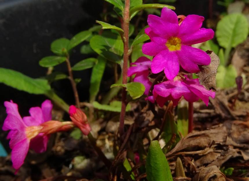 Ein Bild, das Pflanze, Blume, schlieen enthlt.

Automatisch generierte Beschreibung