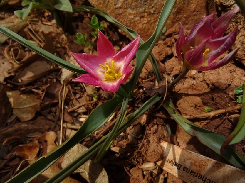 Ein Bild, das Pflanze, Blume, Gras, sitzend enthlt.

Automatisch generierte Beschreibung