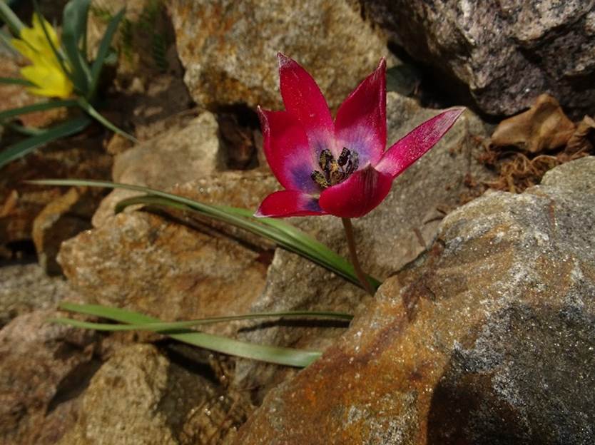 Ein Bild, das Rock, Blume, sitzend, Essen enthlt.

Automatisch generierte Beschreibung