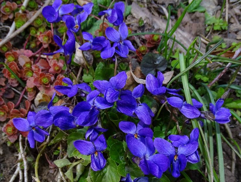 Ein Bild, das Pflanze, Blume, drauen, Gras enthlt.

Automatisch generierte Beschreibung