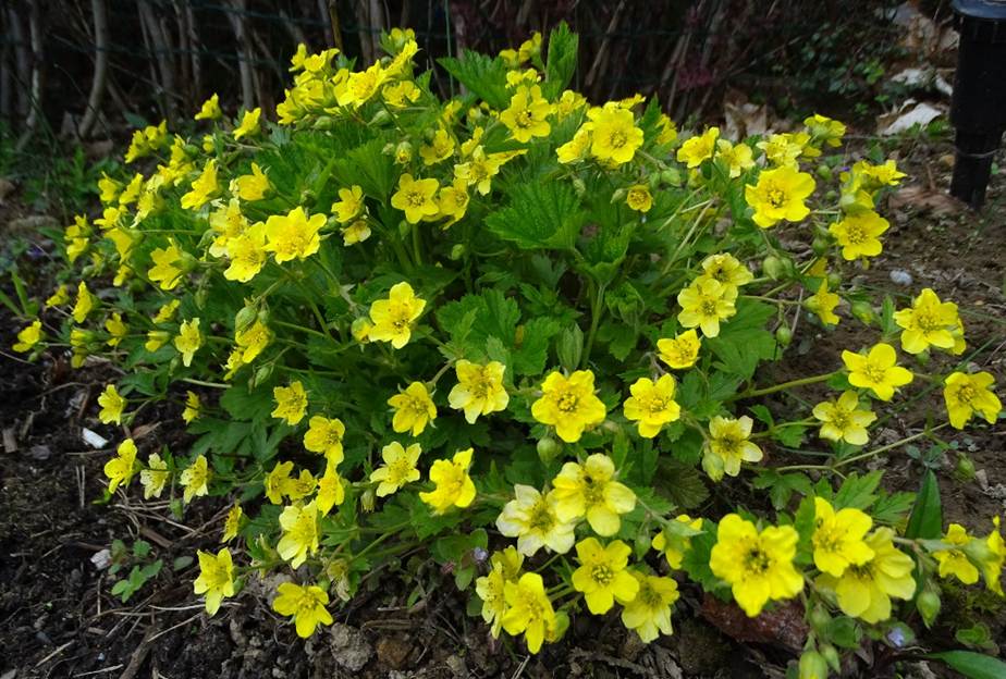 Ein Bild, das Blume, Baum, drauen, Pflanze enthlt.

Automatisch generierte Beschreibung