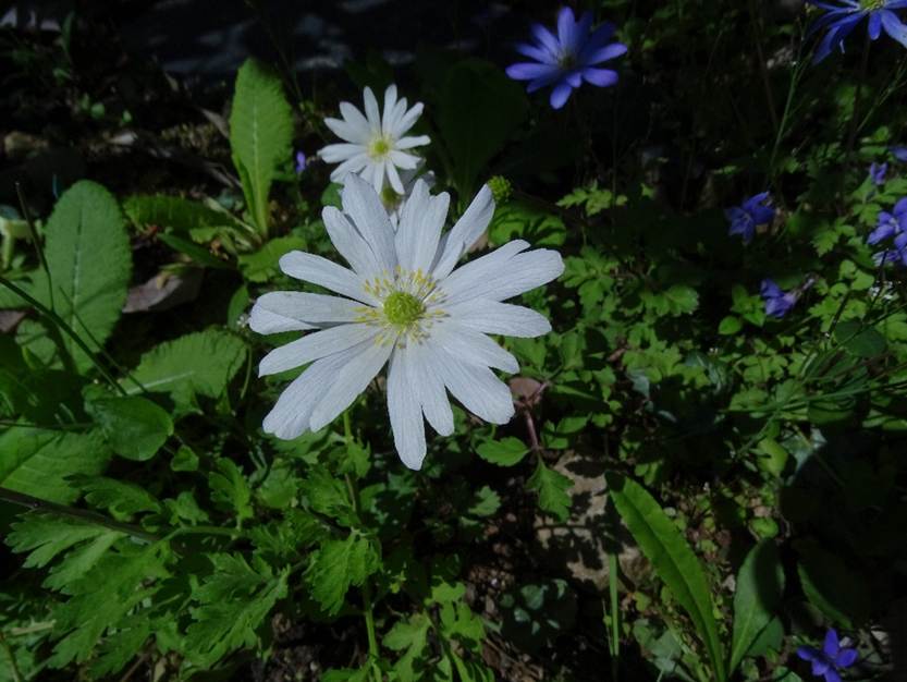 Ein Bild, das Pflanze, Blume, drauen, wei enthlt.

Automatisch generierte Beschreibung