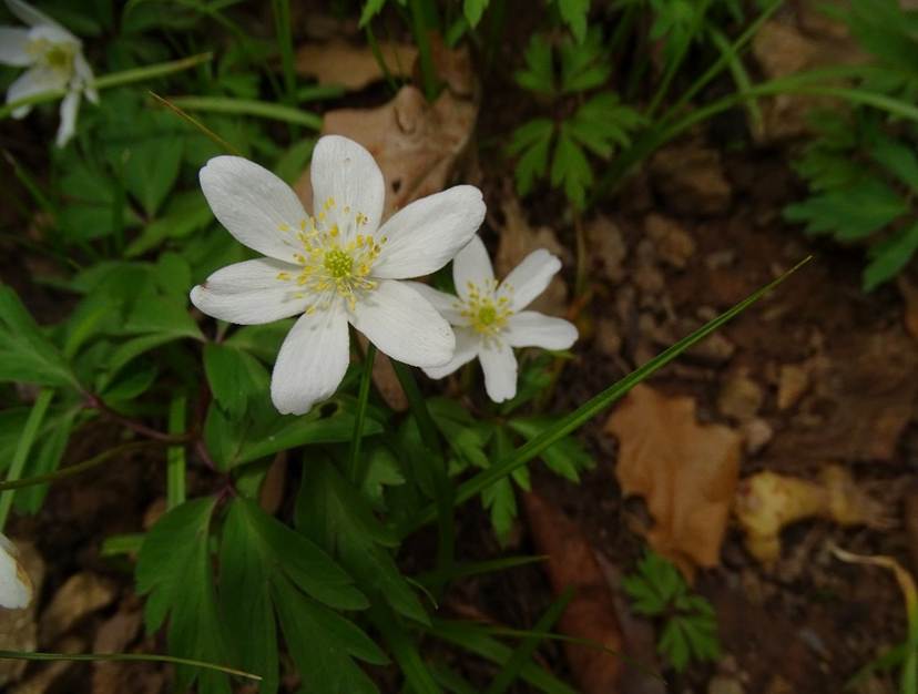 Ein Bild, das drauen, Pflanze, Blume, Anemone enthlt.

Automatisch generierte Beschreibung