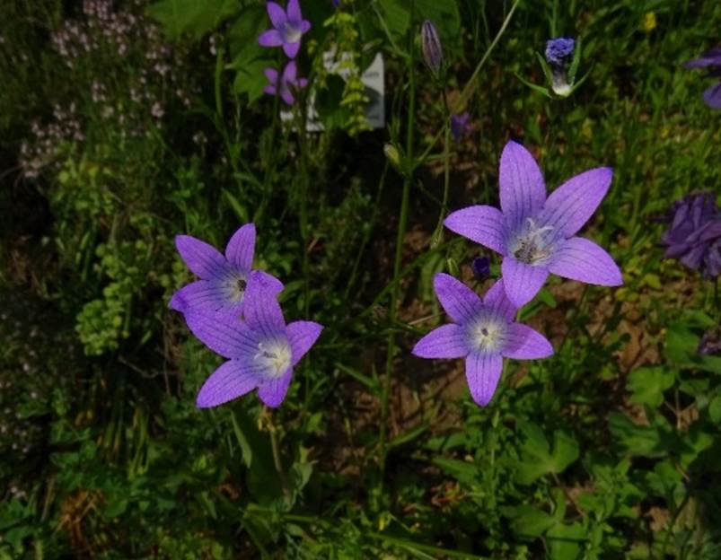 Ein Bild, das Blume, Pflanze, drauen, lila enthlt.

Automatisch generierte Beschreibung