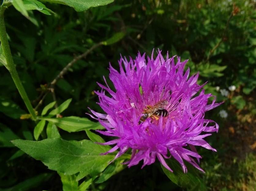 Ein Bild, das Pflanze, drauen, Blume, Gras enthlt.

Automatisch generierte Beschreibung