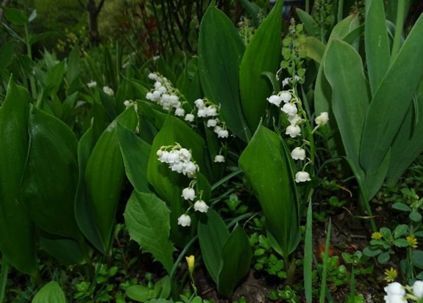 Ein Bild, das drauen, Pflanze, Blume, Gras enthlt.

Automatisch generierte Beschreibung