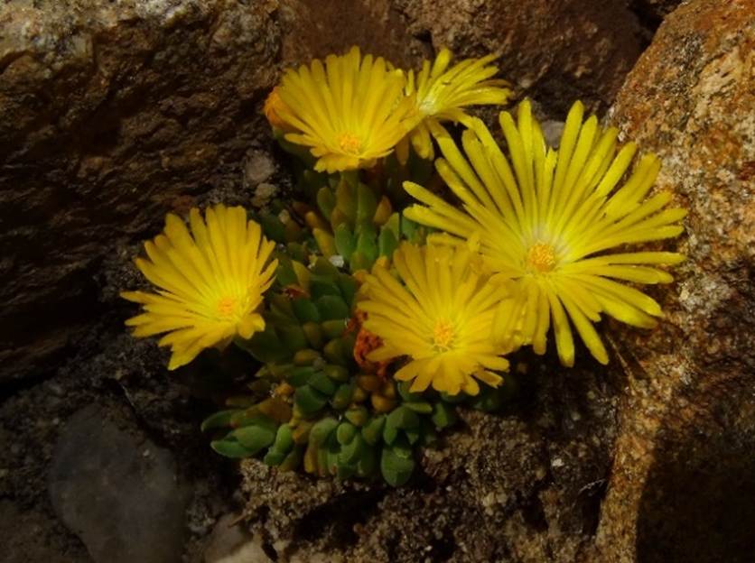 Ein Bild, das Rock, Pflanze, Blume, Vase enthlt.

Automatisch generierte Beschreibung