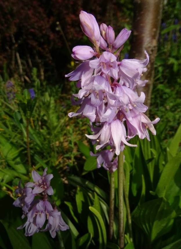 Ein Bild, das Pflanze, Blume, wei, Pink enthlt.

Automatisch generierte Beschreibung