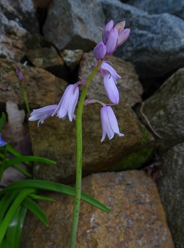 Ein Bild, das Pflanze, Blume, Rock enthlt.

Automatisch generierte Beschreibung