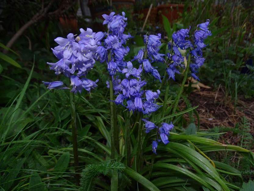 Ein Bild, das Pflanze, Blume, Garten, umgeben enthlt.

Automatisch generierte Beschreibung