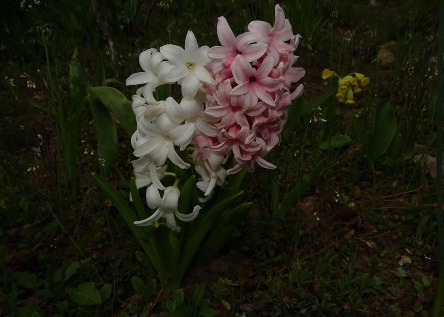 Ein Bild, das Blume, Gras, Pflanze, drauen enthlt.

Automatisch generierte Beschreibung