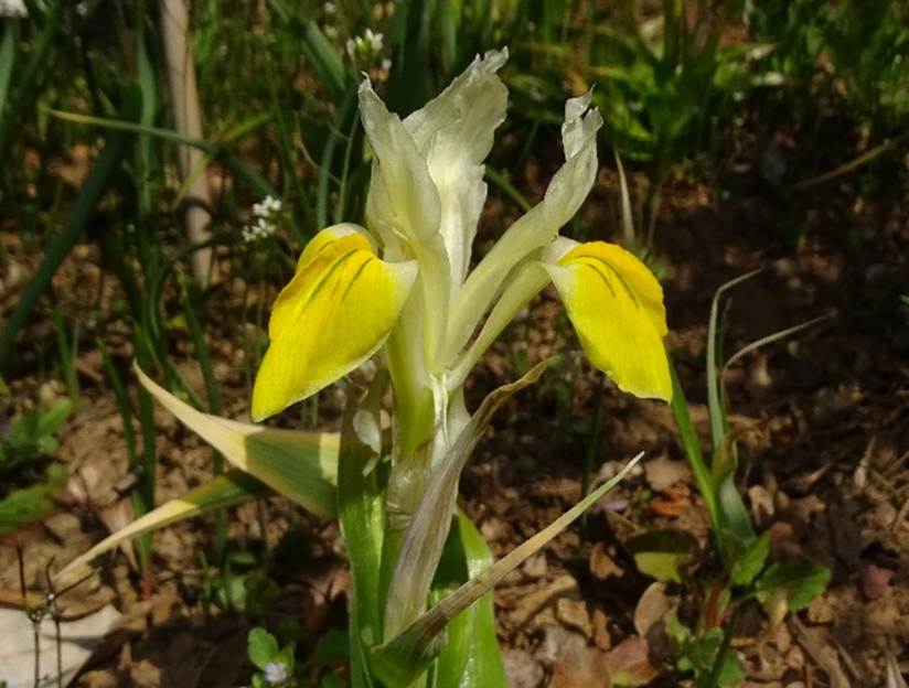 Ein Bild, das Pflanze, Blume, drauen, Gras enthlt.

Automatisch generierte Beschreibung