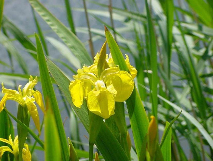 Ein Bild, das Pflanze, Blume, sitzend, Wasser enthlt.

Automatisch generierte Beschreibung