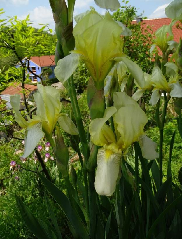 Ein Bild, das Pflanze, Blume enthlt.

Automatisch generierte Beschreibung