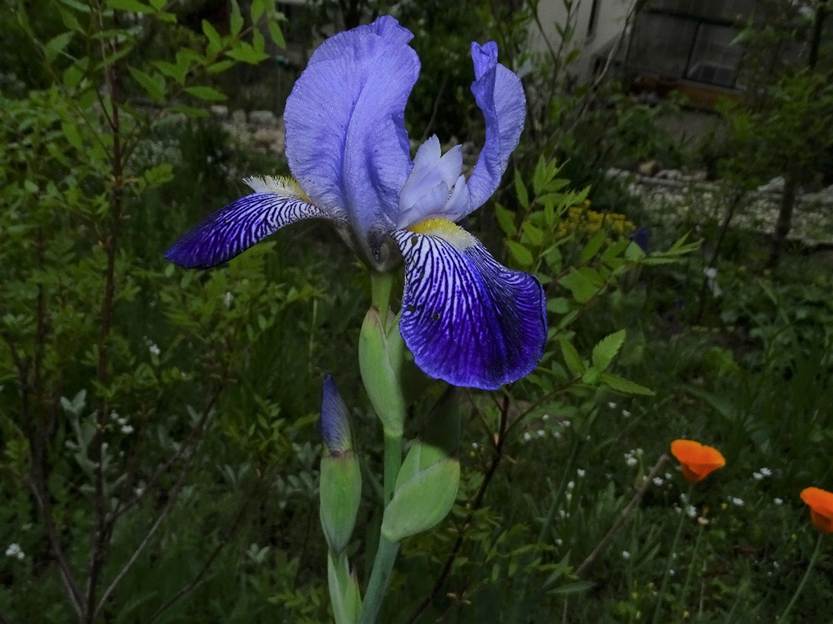 Ein Bild, das Baum, Pflanze, Blume, drauen enthlt.

Automatisch generierte Beschreibung