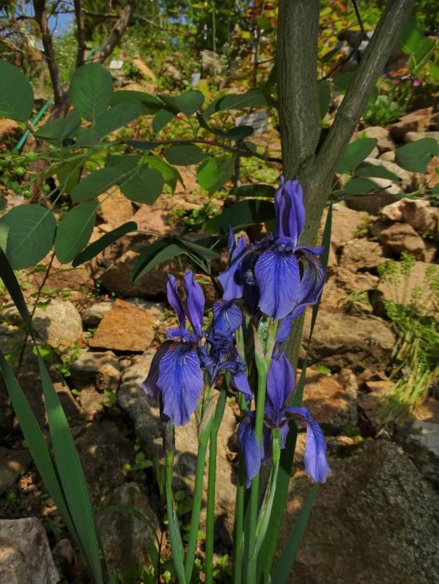 Ein Bild, das Pflanze, Blume, drauen, Enzian enthlt.

Automatisch generierte Beschreibung