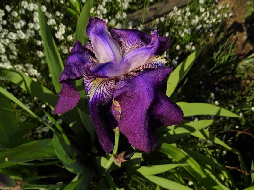 Ein Bild, das lila, Pflanze, Blume, Baum enthlt.

Automatisch generierte Beschreibung