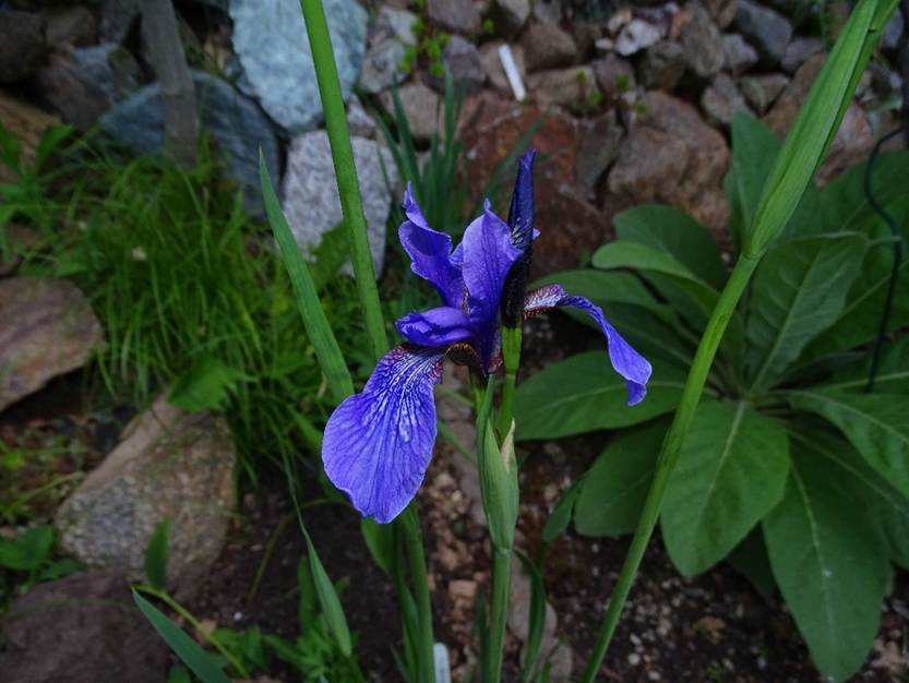 Ein Bild, das Pflanze, Blume, Gras, Enzian enthlt.

Automatisch generierte Beschreibung