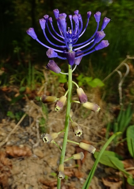 Ein Bild, das Gras, Pflanze, Blume, drauen enthlt.

Automatisch generierte Beschreibung