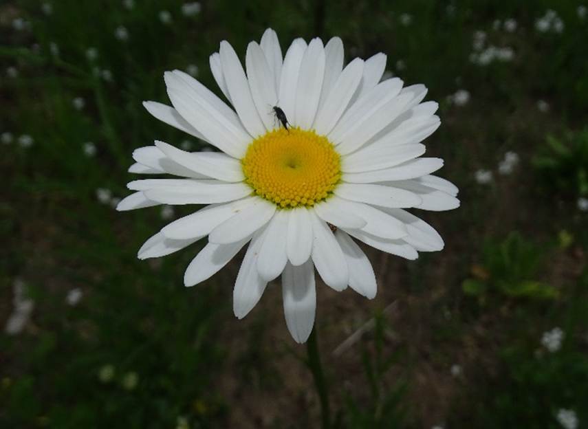 Ein Bild, das Pflanze, Blume, Gnseblmchen enthlt.

Automatisch generierte Beschreibung