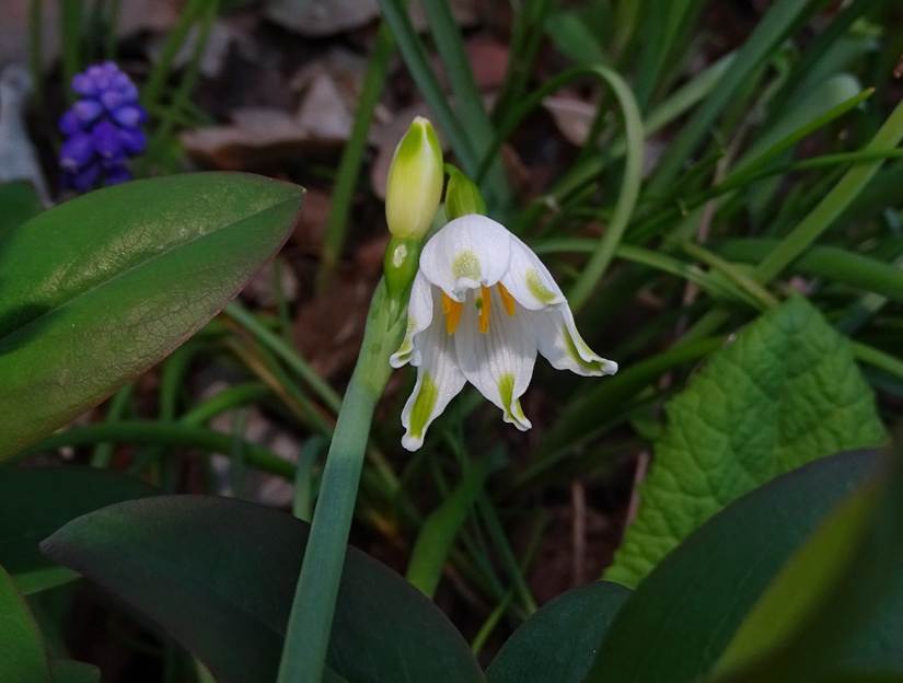 Ein Bild, das Pflanze, Blume, Gras, drauen enthlt.

Automatisch generierte Beschreibung