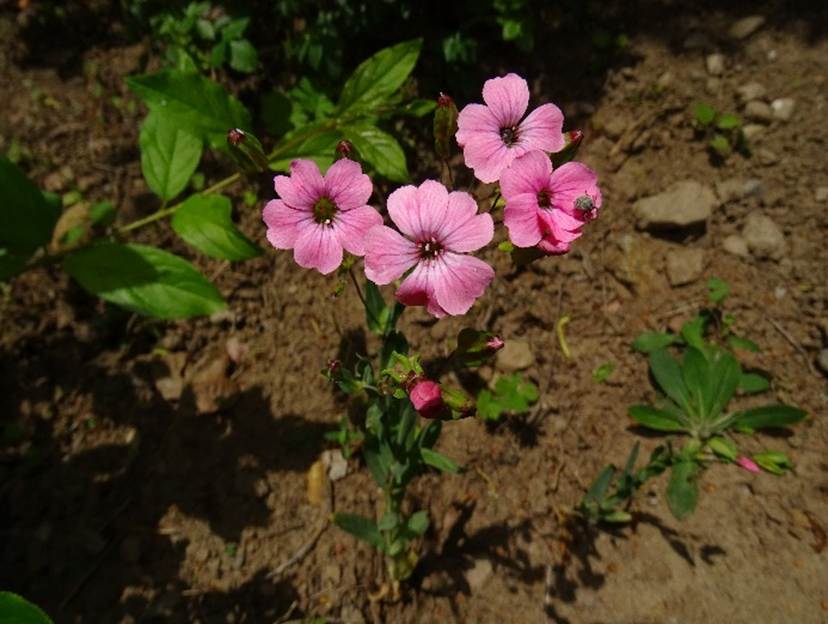 Ein Bild, das Pflanze, Blume enthlt.

Automatisch generierte Beschreibung