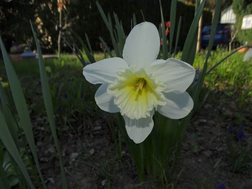 Ein Bild, das drauen, Gras, Pflanze, Blume enthlt.

Automatisch generierte Beschreibung