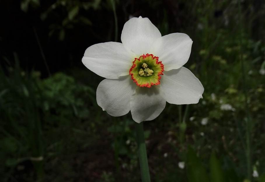 Ein Bild, das Baum, Pflanze, Blume, drauen enthlt.

Automatisch generierte Beschreibung