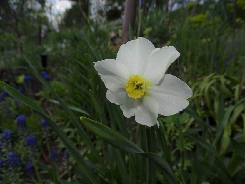 Ein Bild, das Pflanze, Blume, Gras, drauen enthlt.

Automatisch generierte Beschreibung