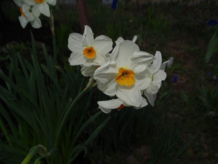 Ein Bild, das Blume, Pflanze, Gras, wei enthlt.

Automatisch generierte Beschreibung