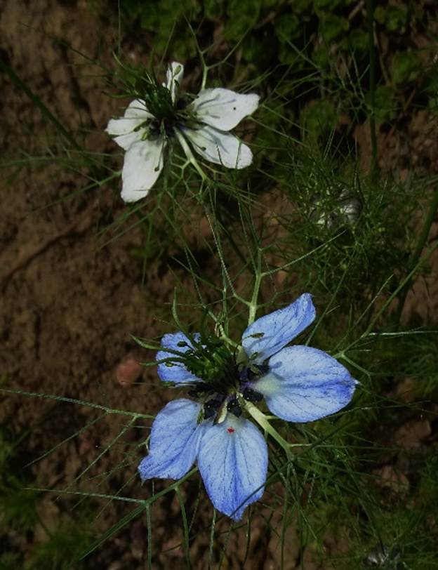 Ein Bild, das Pflanze, Blume, Gras, drauen enthlt.

Automatisch generierte Beschreibung