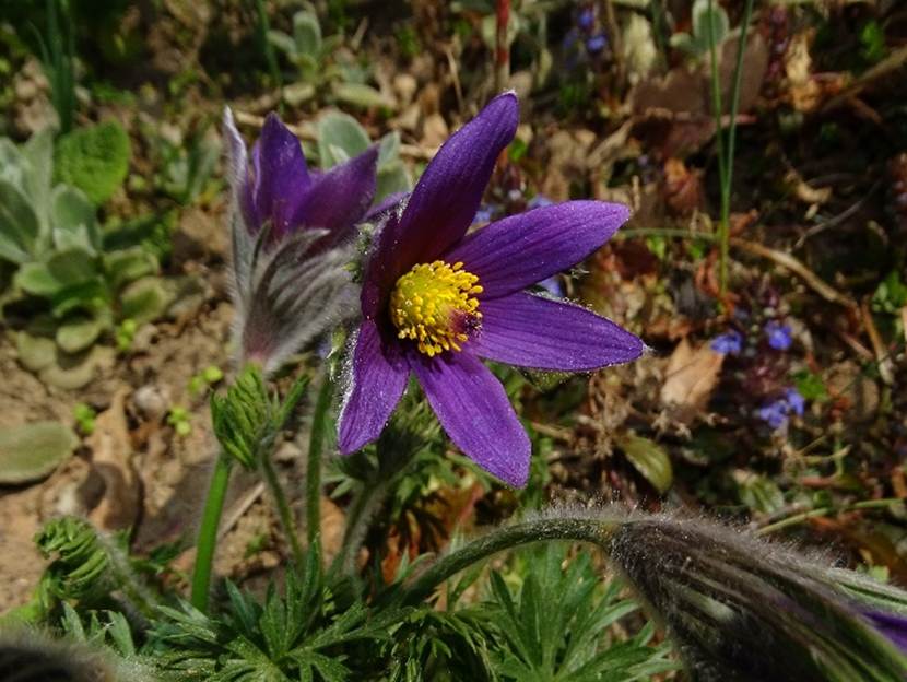 Ein Bild, das Pflanze, lila, Blume, drauen enthlt.

Automatisch generierte Beschreibung