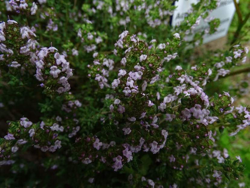 Ein Bild, das Baum, drauen, Blume, Pflanze enthlt.

Automatisch generierte Beschreibung