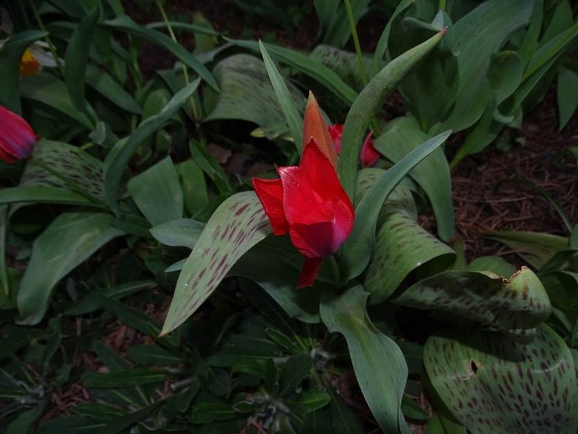 Ein Bild, das Pflanze, Blume enthlt.

Automatisch generierte Beschreibung