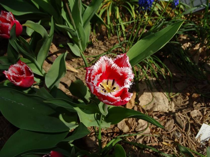 Ein Bild, das Pflanze, Gras, Blume, rot enthlt.

Automatisch generierte Beschreibung