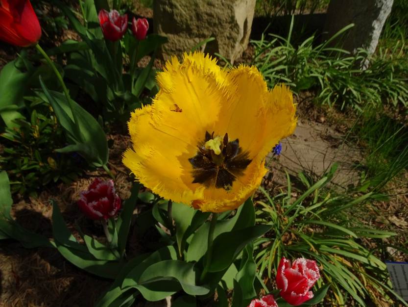 Ein Bild, das Pflanze, Blume enthlt.

Automatisch generierte Beschreibung