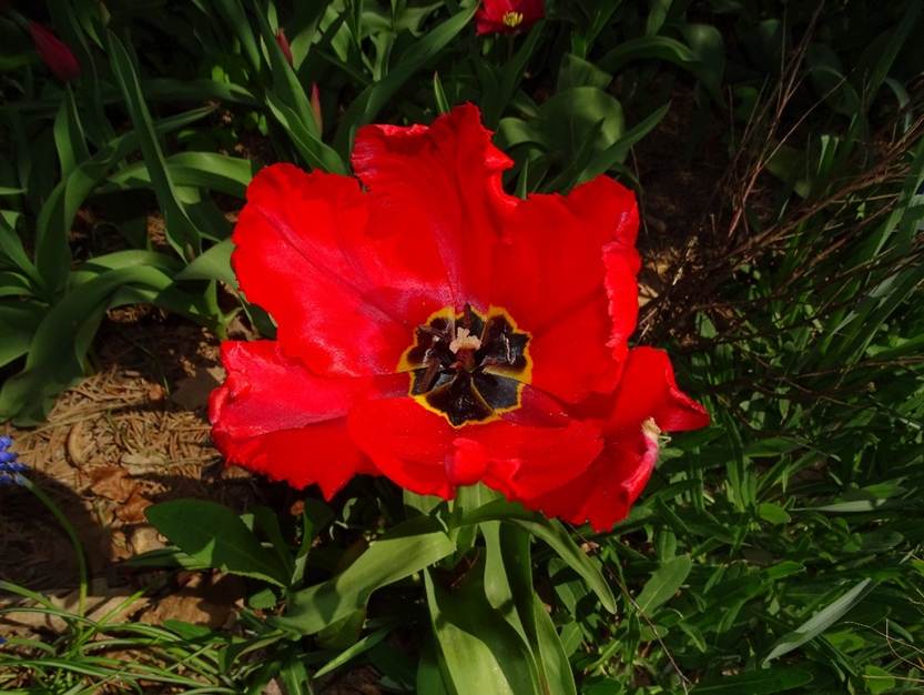 Ein Bild, das Pflanze, Blume, rot, Mohn enthlt.

Automatisch generierte Beschreibung