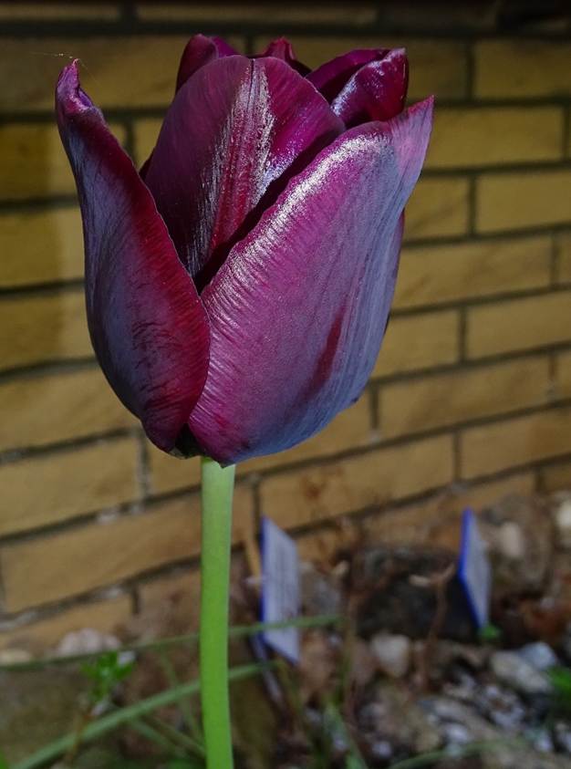 Ein Bild, das Pflanze, Blume enthlt.

Automatisch generierte Beschreibung