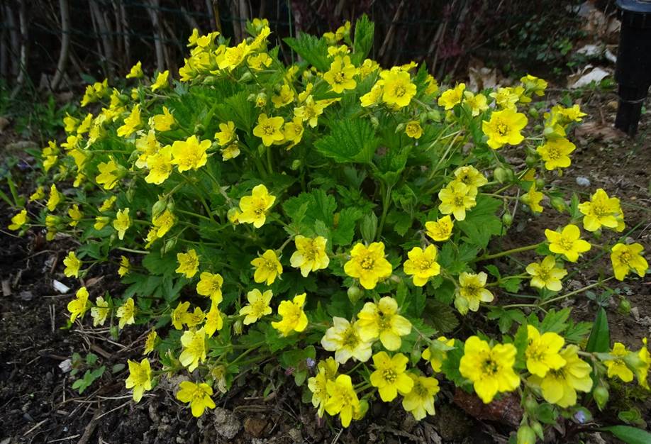 Ein Bild, das Blume, Baum, drauen, Pflanze enthlt.

Automatisch generierte Beschreibung